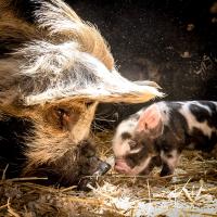 Moeder en kind, varken en biggetje